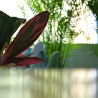Beautiful natural light and plants. at Foods & Roots in Koh Phangan