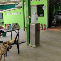 Main area at PhaNgan Animal Care for Strays in Koh Phangan
