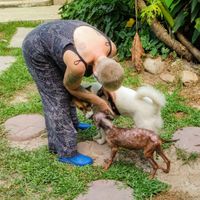 Volunteer putting on a leash at PhaNgan Animal Care for Strays in Koh Phangan