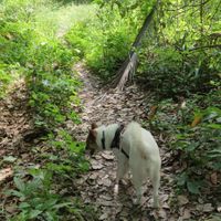 Morning walk in the woods at PhaNgan Animal Care for Strays in Koh Phangan