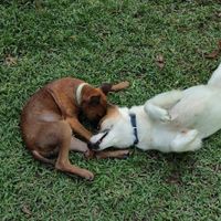 Sprite (white one) and another dog at PhaNgan Animal Care for Strays in Koh Phangan