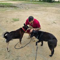 Walking the dogs at PhaNgan Animal Care for Strays in Koh Phangan