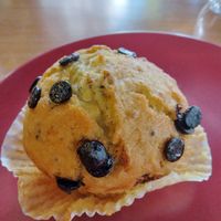 Chocolate muffin 😋 at Gabo Kitchen in Ankara