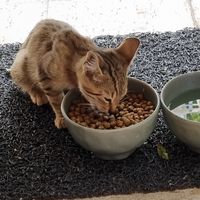  at Gabo Kitchen in Ankara