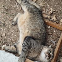 Cats all around:)) mu at Little Big House in Thessaloniki