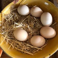 Fresh organic eggs at Le Happy Belly 2 in Tamraght