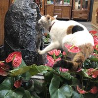 You may even make a friend here  at Zhong Yong Vegetarian in Guangzhou