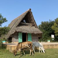   at Tea Hut at Sadhana Forest in Auroville