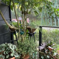   at Boca2 in Monteverde