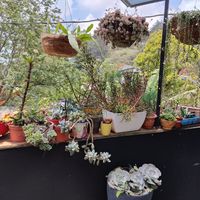  at Boca2 in Monteverde