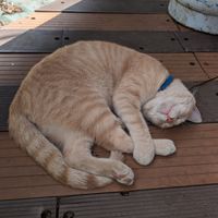 Garden cat at Boca2 in Monteverde