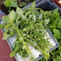 Nos mostraron el pequeño huerto en el que cultivan algunos productos del menú. at Come Xhido in Puebla