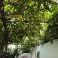   at Pizzeria Donna Stella in Amalfi