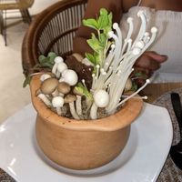 Mushroom garden  at Halapua by Kapuhala in Koh Samui