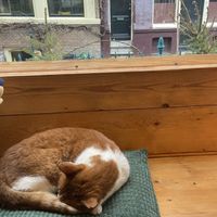 Cute cafe cat  at Back to Black - Weteringstraat in Amsterdam