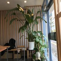 Interior plants  at ANY B&B + Coffee in Nara