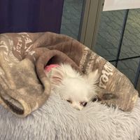   at Fujifuku in Tokyo