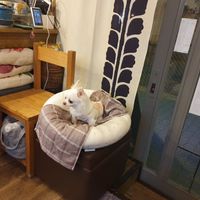  at Fujifuku in Tokyo