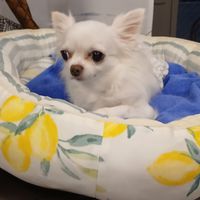  at Fujifuku in Tokyo