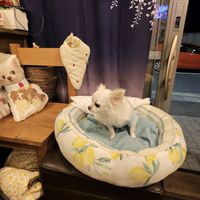   at Fujifuku in Tokyo