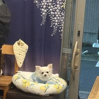   at Fujifuku in Tokyo