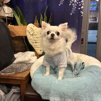 Cute little doggo owning the restaurant 😉  at Fujifuku in Tokyo