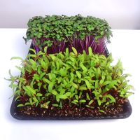Microgreens at microVivos in Porto Alegre