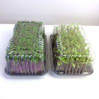 Microgreens at microVivos in Porto Alegre