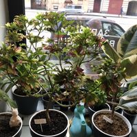 lots of plants😄 at Rabbit Run - Maybe closed in St Petersburg