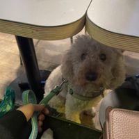 Dog friendly😄  at Seven Sundays in Dusseldorf