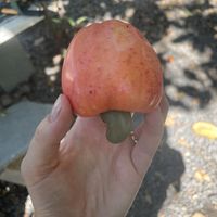   at Saifana Organic Farm in 