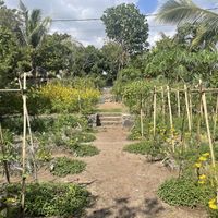   at Saifana Organic Farm in 