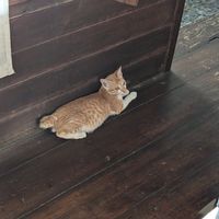  at Saifana Organic Farm in 