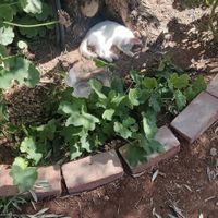  at Kawon once upon a time in Madaba