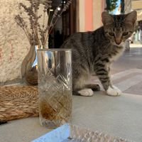 Chocolate raw cake.. Forgot to take a picture when this cutie came along 😻 at VEG in Split