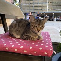Little cutie  at VEG in Split