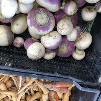 Schlagel Farm at Anne Arundel County Farmers Market in Annapolis