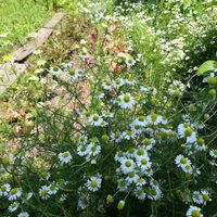Garden at Jag Eunbueok 작은부엌 in Jeju