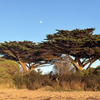   at Icaro in Apollo Bay