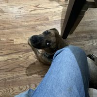 Dog😄 at Good Natured Cafe in Martinsburg