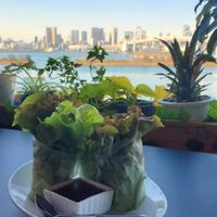 Summer rolls at Green Asia in Tokyo