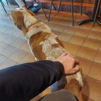  at The Vegan Corner in Barcelona