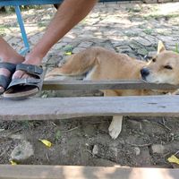 Doggie company :) at Pancake 4 Paws in Ratnanagar