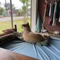   at Pancake 4 Paws in Ratnanagar