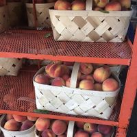 fresh peaches  at Opa Robby's Market in Athens