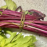 The attention and authenticity is in the detail  at Eco Sa Teulera in Manacor