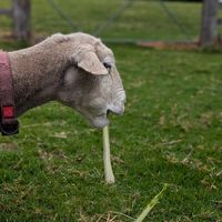  at Moo to Ewe Farmed Animal Sanctuary in Palmdale