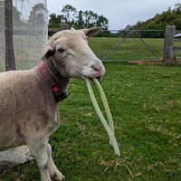  at Moo to Ewe Farmed Animal Sanctuary in Palmdale