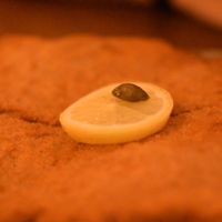 original schnitzel at Försters in Berlin