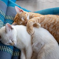 Resident kittens. at Jaiyen Resort in Koh Yao Noi